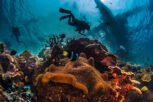 underwater-reefscape-2023-11-27-04-53-38-utc