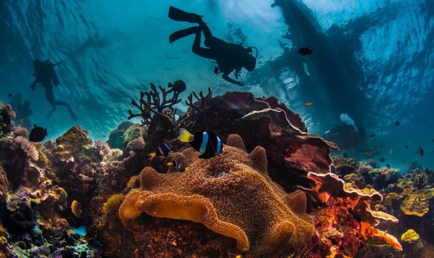 underwater-reefscape-2023-11-27-04-53-38-utc