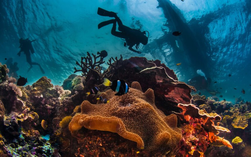 underwater-reefscape-2023-11-27-04-53-38-utc